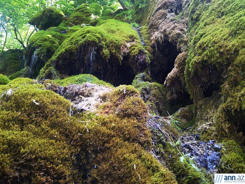 Красоты