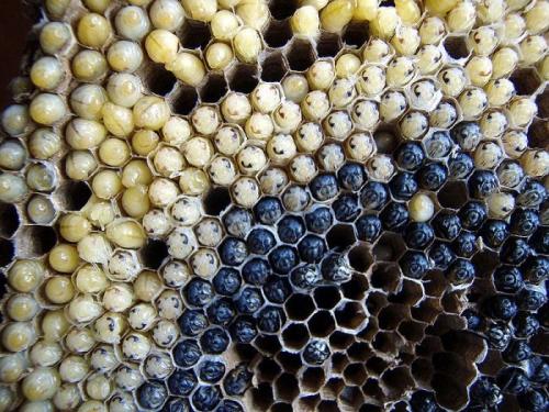 Насекомые,