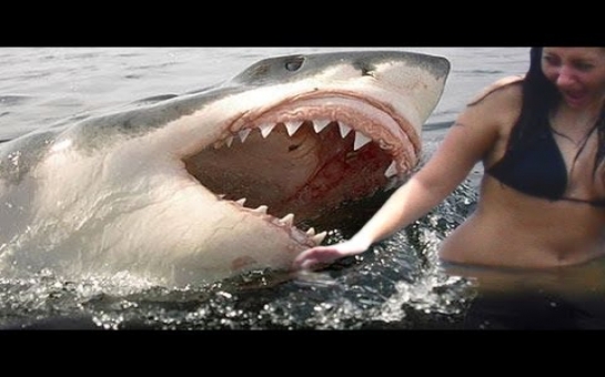Акула напала на женщину - ВИДЕО