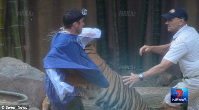 Тигр напал на смотрителя зоопаркаВИДЕО
