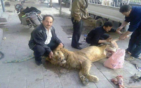 Голодающие сирийцы съели льва - ФОТО