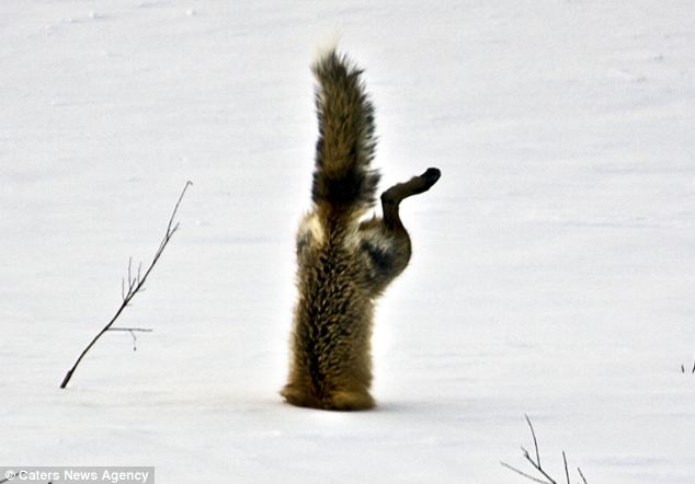 Лиса ныряет в снег за мышью - ФОТО+ВИДЕО