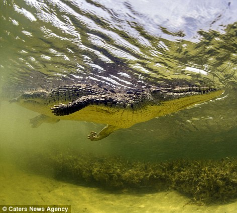 Фотограф лицом к лицу с крокодилом - ФОТО