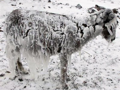 Мороз превратил ослов в ледяные статуи -ФОТО