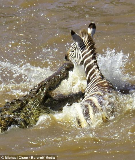 Фатальная переправа: зебра против крокодила - ФОТО