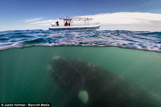 Сьемки 50 тонного кита с лодки -ФОТО