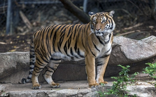 Тигр разорвал самку при попытке спаривания - ФОТО