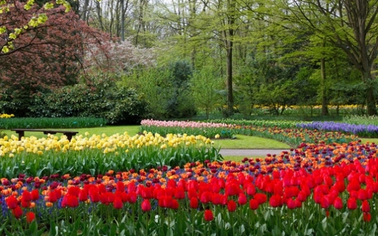 В Голландии выращен цветок в честь Азербайджана