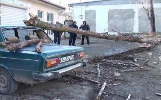 Сильный ветер нанес серьезный урон Шамахы