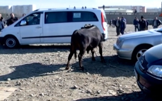 В Гяндже бык повредил автомобили