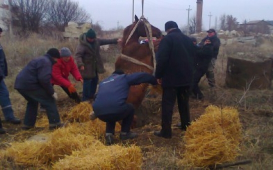 В Баку сотрудники МЧС извлекли лошадь из канализации