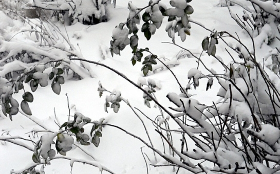 Во многих районах Азербайджана идет снег