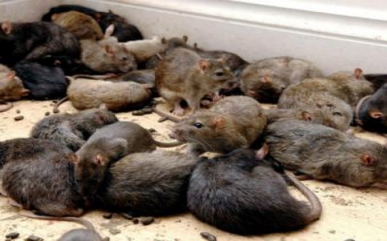 Землю захватят гигантские крысы