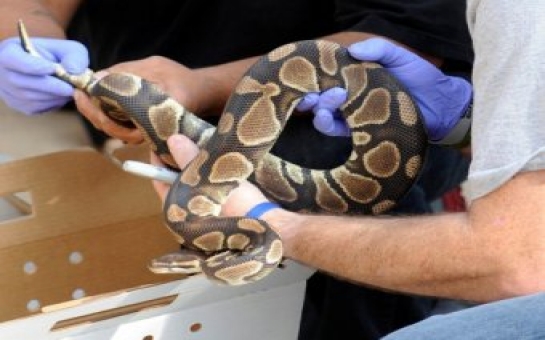 Ведущий National Geographic умер от укуса змеи -ВИДЕО