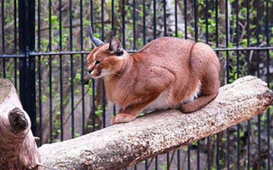 Bakı Zooparkının köçürüləcəyi yer dəqiqləşdi