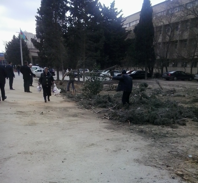 Yasamal rayonunda ağac soyqırımı - FOTO