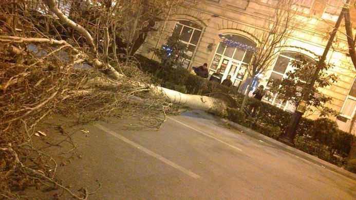 В центре Баку сильный ветер повалил деревья - ФОТО