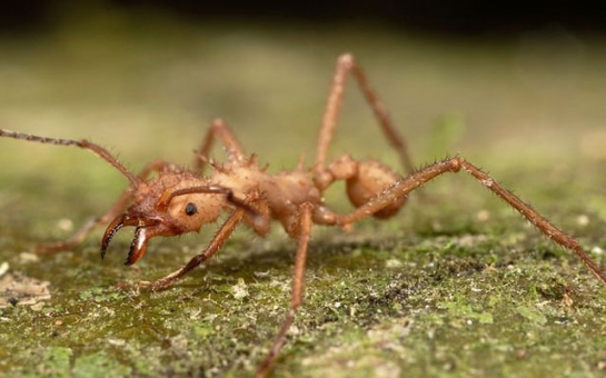Преступников скормили хищным муравьям