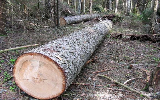 В столице Азербайджана возбуждено уголовное дело по фактам хищения деревьев
