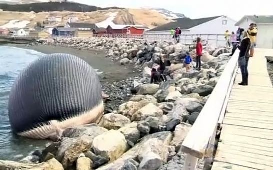 25-метровый кит на грани взрыва- ВИДЕО