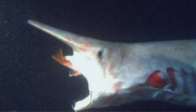 Shrimper who caught rare goblin shark: "Man, he's ugly!" - PHOTO