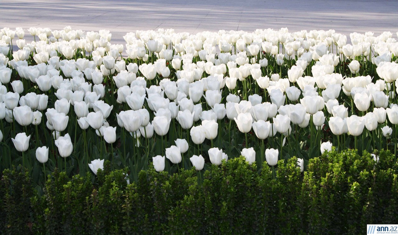 Spring tulips in Baku’s park - PHOTO