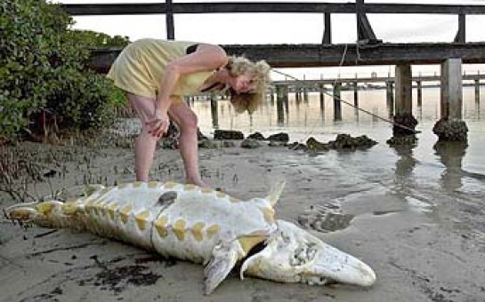 Prehistoric fish washes ashore - PHOTO