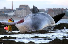 Whale washed ashore in California - PHOTO