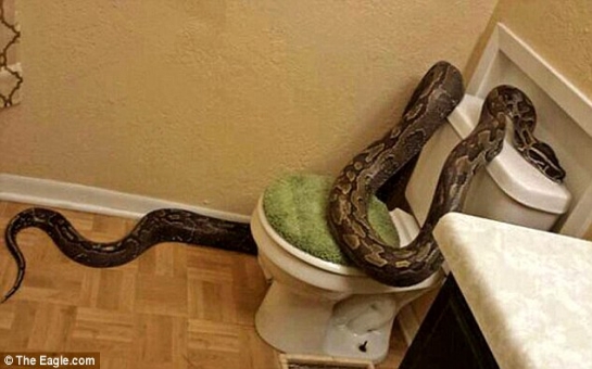 Woman finds 12ft African python slithering around her bathroom
