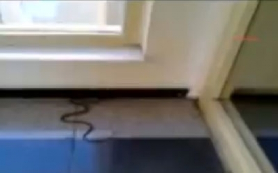 Bakı sakininin evinə ilan girdi - VIDEO