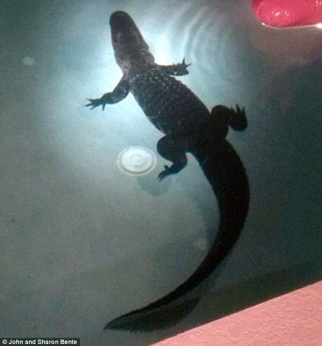 Gator breaks into backyard and goes for a late-night dip - PHOTO