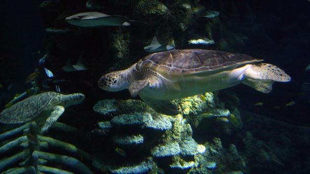 The world’s largest ocean treasure - PHOTO