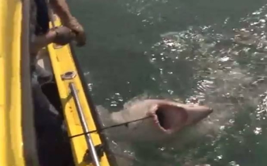 Eight foot shark caught off North Devon coast - PHOTO+VIDEO