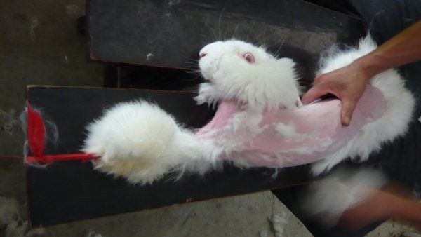 Cruel truths of the angora fur trade - PHOTO+VIDEO