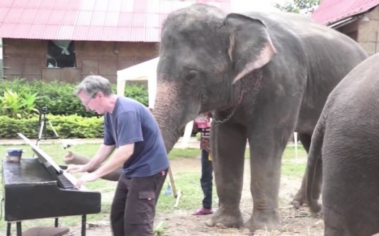 Meet the amazing Thai elephant who can play the 12-bar blues - VIDEO