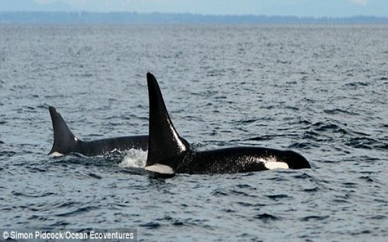 Eighty-six per cent of tourists no longer want to watch killer whales