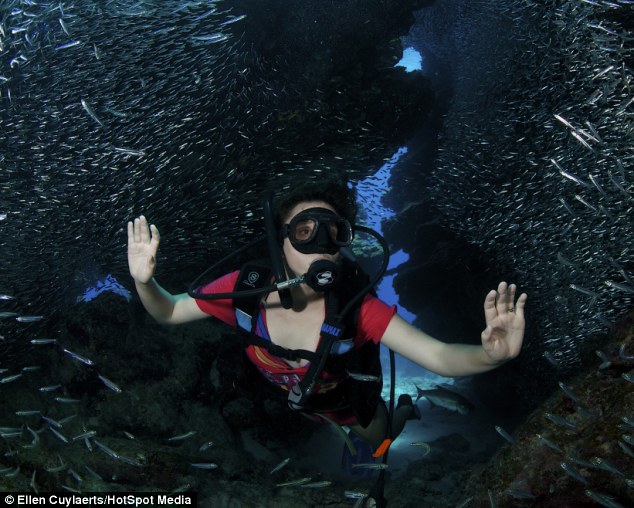 Incredible images capture thousands of silverside fish - PHOTO