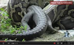 Python eats Alligator - PHOTO+VIDEO