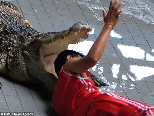 Would you put your head in a crocodile's jaws for £4 a day? - PHOTO