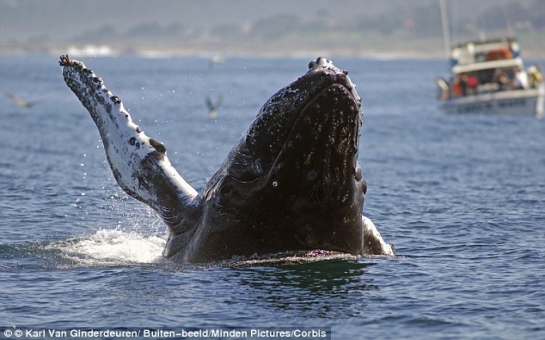 Whales can only taste salt - PHOTO