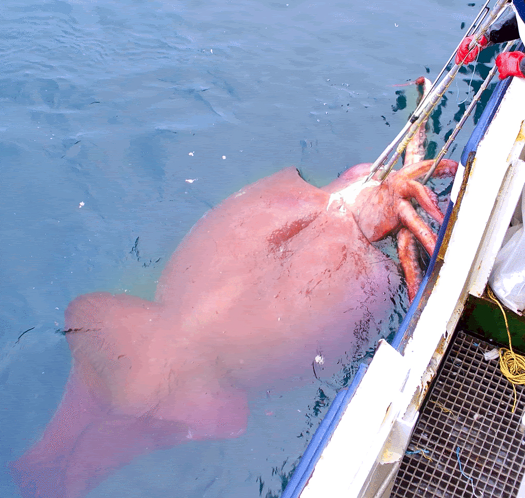 The Giant Squids Hunting Club - PHOTO+VIDEO