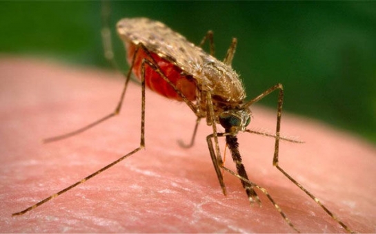 Тропическая малярия добралась до Баку