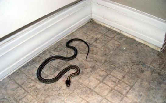 В Лянкяране в жилом доме обнаружили змей