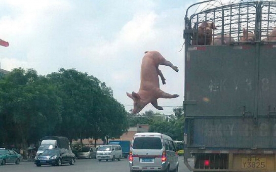 Pig makes daring escape to freedom - PHOTO