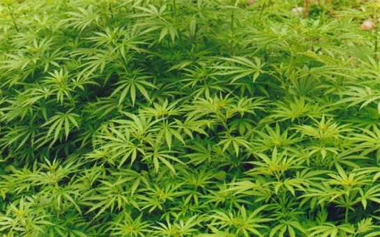 В Азербайджане обнаружена наркотическая плантация