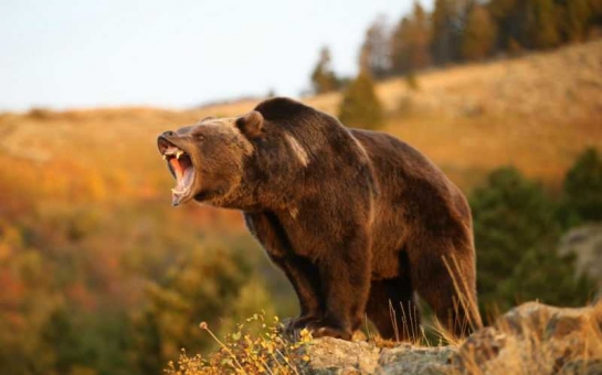 Ученые кастрировали озабоченного медведя