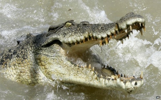 Human remains found inside monster Australian crocodile