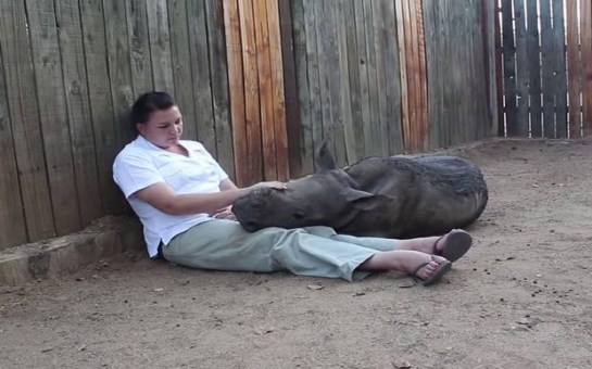 Orphaned baby rhino Gertjie refuses to sleep alone after ...