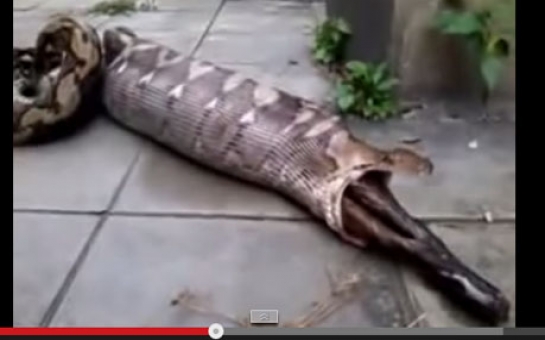 Python Vomits a kangaroo - VIDEO