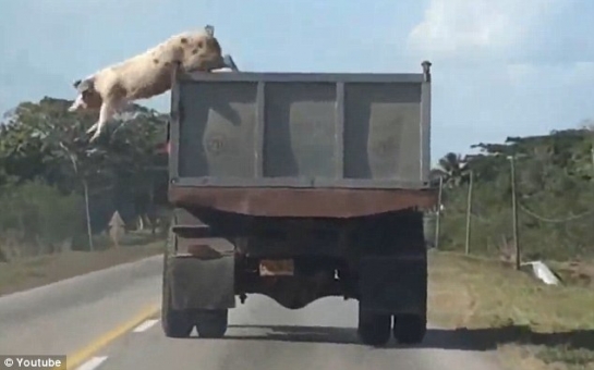 Pig leaps from a moving truck - VIDEO